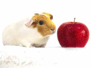 can guinea pigs eat apples, is apple safe for guinea pigs