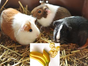 guinea pigs, can guinea pigs eat bananas, is banana safe for guinea pigs