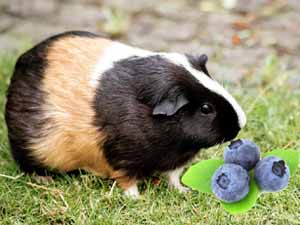 blueberries, guinea pigs, can guinea pigs eat blueberries, can guinea pigs eat blueberry, can guinea pigs have blueberries, are blueberries good for the guinea pigs