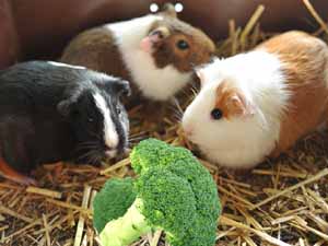 broccoli, guinea pigs, can guinea pigs eat broccoli, is broccoli safe for guinea pigs, can guinea pigs have broccoli