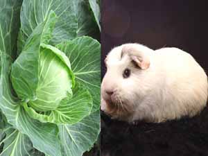 guinea pigs, cabbage, can guinea pigs eat cabbage, can guinea pigs have cabbage, can guinea pig eat cabbage