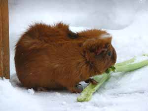 guinea pigs, can guinea pigs eat celery, is celery safe for guinea pigs