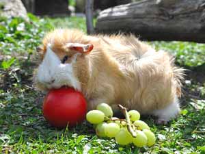 guinea pigs, can guinea pigs eat grapes, are grapes safe for the guinea pigs