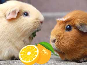 guinea pigs, oranges, can guinea pigs eat oranges, can guinea pigs have oranges, is orange safe for your guinea pigs