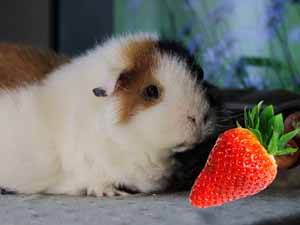 guinea pigs, can guinea pigs eat strawberries, can guinea pigs eat strawberry, can guinea pigs have strawberries, are strawberries good for guinea pigs