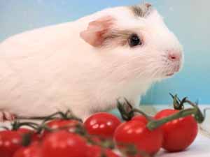 can guinea pigs eat tomatoes, can guinea pigs eat tomato, can guinea pig eat tomato, can guinea pigs have tomatoes