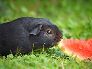 watermelon, guinea pigs, can guinea pigs eat watermelon, can guinea pigs have watermelon, is watermelon safe for the guinea pigs