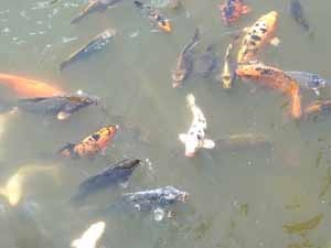 koi fish, can you eat koi fish, koi fish taste, how to cook koi fish, is koi fish healthy