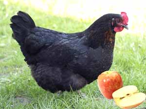 can chickens eat apples, can chicken eat apples, are apples good for chickens, how to feed chickens apples