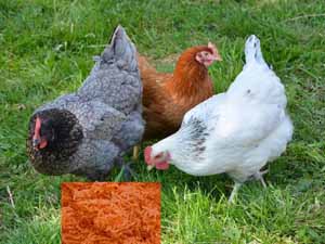 can chickens eat carrot, can chickens eat carrots, can chickens have carrots, are carrots safe for the chickens