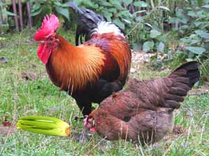 can chickens eat celery, can chickens have celery, are celery good for chickens, are celery safe for chickens