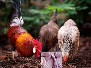 can chickens eat onions, are onions safe for the chickens, can chickens have onions