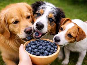 blueberry, blueberries, can dogs eat blueberries, are blueberries safe for dogs