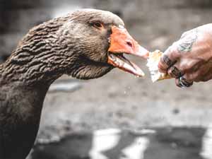 can ducks eat bread, can duck eat bread, are breads good for ducks, is bread good for ducks, can ducks have bread
