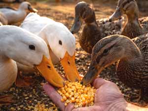 can ducks eat corn, ducks eating corn, can ducks have corn, are corns safe for the ducks