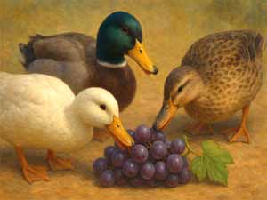 can ducks eat grape, can ducks eat grapes, can ducks have grapes, are grapes safe for ducks, are grapes good for ducks