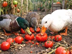 can ducks eat tomatoes, can duck eat tomato, ducks eating tomatoes