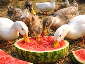 can ducks eat watermelon, can ducks have watermelon, is watermelon safe for ducks