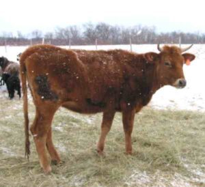 Canadienne Cattle Farming: Business Starting Plan
