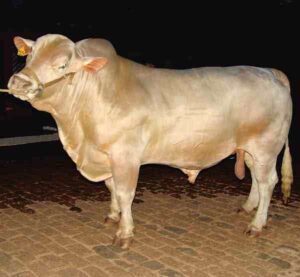 Canchim Cattle Characteristics, Origin, Uses