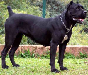 Cane Corso Dog: Characteristics, Temperament, Lifespan