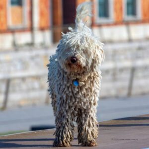 Cantabrian Water Dog: Characteristics, Origin, & Temperament
