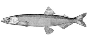 Capelin Fish Characteristics, Diet, Breeding & Uses