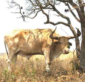Caracu Cattle Characteristics, Uses & Origin