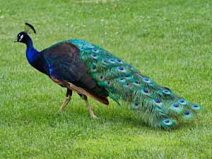 caring for peacocks, how to care for peacocks, peacock caring, caring peacocks, peacock caring tips