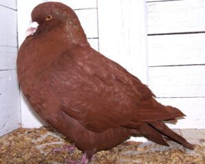 Carneau Pigeon: Characteristics, Uses, Facts, Origin