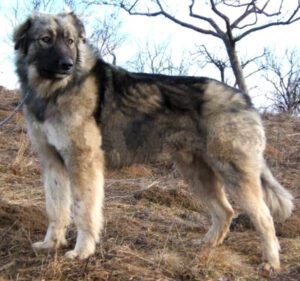 Carpathian Shepherd Dog: Characteristics, Origin