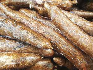 cassava, cassava farming, cassava farming business, commercial cassava farming, commercial cassava farming business, how to start cassava farming