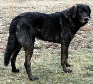 Castro Laboreiro Dog: Origin, Temperament & Lifespan