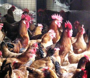 Catalana Chicken Farming: Business Starting Plan