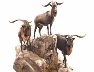 catalina goat, catalina goats, about catalina goat, catalina goat characteristics, catalina goat uses, catalina goat origin, catalina goat breeding, catalina goat feeding