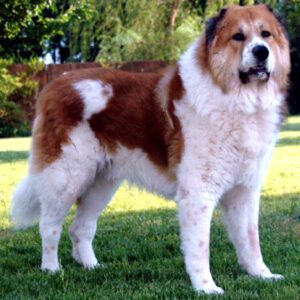 Caucasian Shepherd Dog: Characteristics, Origin, Temperament