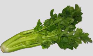 Celery Farming Business Guide For Beginners