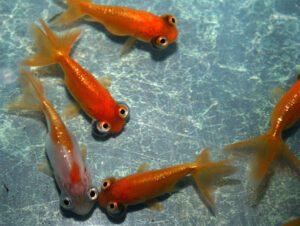 Celestial Eye Goldfish Characteristics, Diet, Breeding