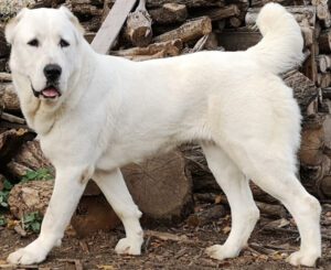 Central Asian Shepherd Dog: Characteristics, Origin
