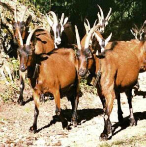 Chamois Colored Goat Characteristics, Origin & Uses