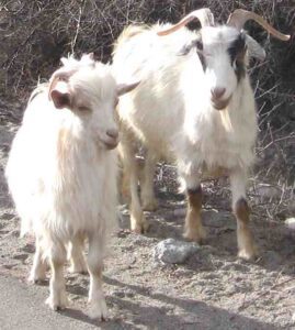 Changthangi Goat Characteristics, Origin, Uses