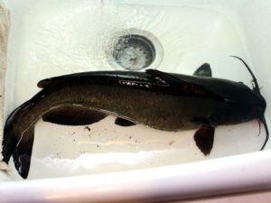 Channel Catfish Characteristics, Feeding, Breeding