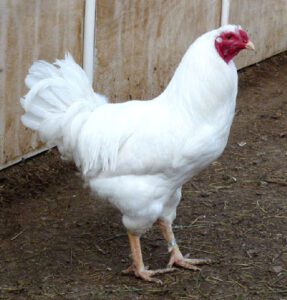 Chantecler Chicken Farming: Business Starting Plan