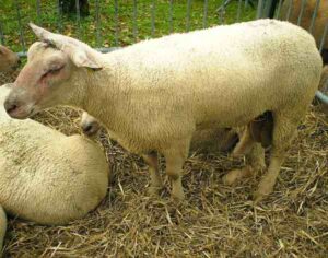 Charollais Sheep: Characteristics & Best 23 Facts