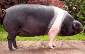 Chato Murciano Pig Characteristics, Origin, Breeding