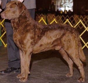 Chesapeake Bay Retriever Dog: Characteristics, Origin