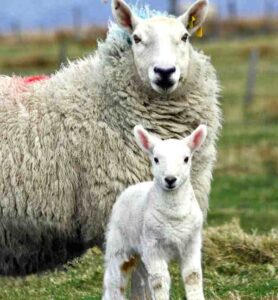 Cheviot Sheep: Characteristics & Best 30 Facts
