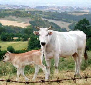 Chianina Cattle Characteristics, Origin, Uses