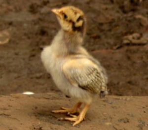 Caring for Baby Chicks: Best Steps for Beginners