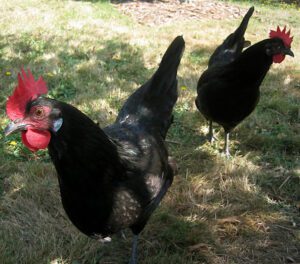 What is Growing Chickens & How to Raise Them